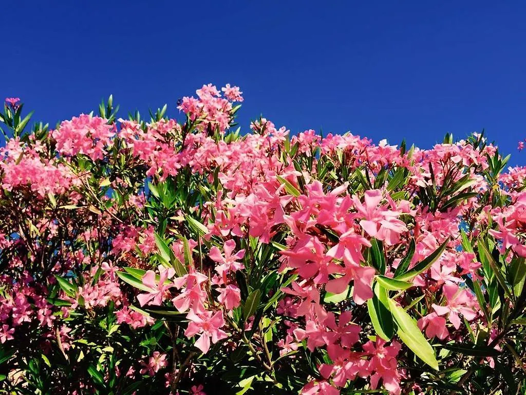 Domaine De L'Aufrene Bed and Breakfast Hyères Bed & Breakfast