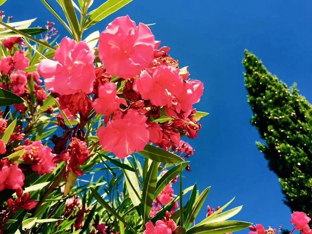*** Bed & Breakfast Domaine De L'Aufrene Bed and Breakfast Hyères Frankrijk